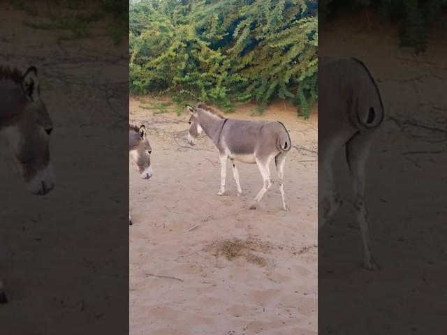 #animals #donkey #youtubeshorts