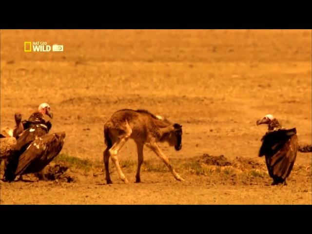 Мир животных  Дикая Африка  Серенгети  Документальный фильм National Geographic