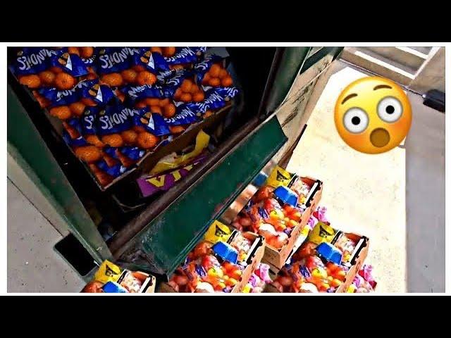 Dumpster Diving for Free Food – Beating High Grocery Prices with Finds in the Trash!