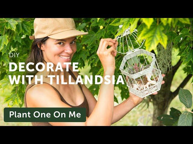 Decorating with AIR PLANTS (Tillandsia)  || Summer Rayne Oakes