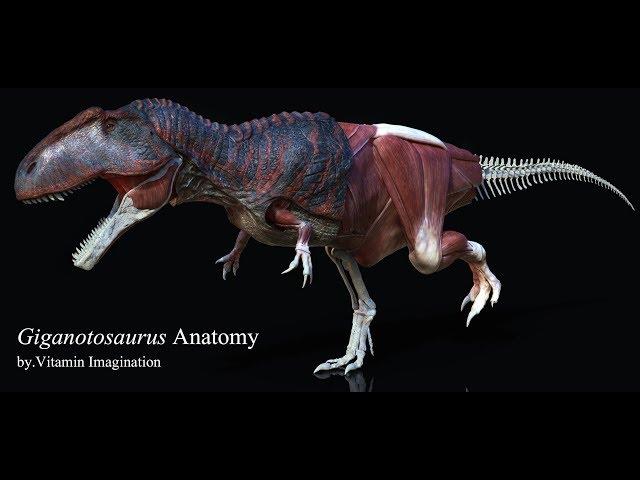 Giganotosaurus anatomy by. Vitamin Imagination