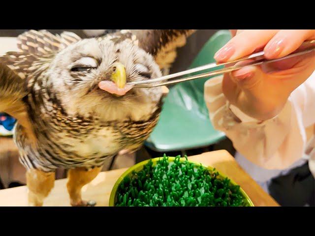 Visiting Japan's Owl Cafe/Bird Cafe | TORINOIRU CAFE YANAKA