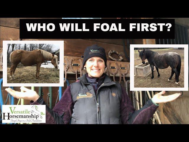 Who Will Foal First? // Versatile Horsemanship