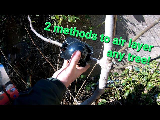 How to air layer any tree, super easy step by step!