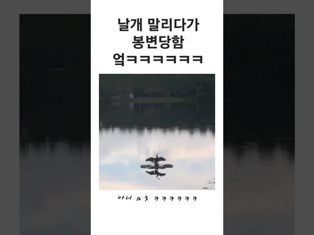 날개 말리다가 봉변당함 ㅋㅋㅋㅋㅋㅋㅋㅋ