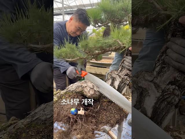 지광원 파주 이광수6478#분재 #bonsai #盆栽 #지광원 #백석문화대학교 #이광수 #대한민국나무일등 #파주#worldtourbonsai️