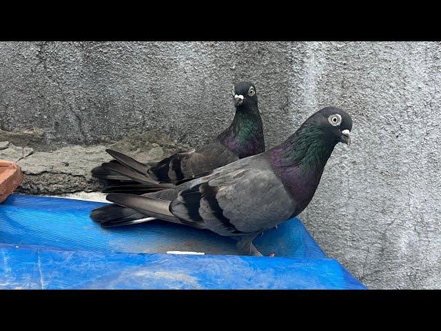 kafeelloft my live  top quality of pigeon full video ️#trending #birds #highflyerpegion #live