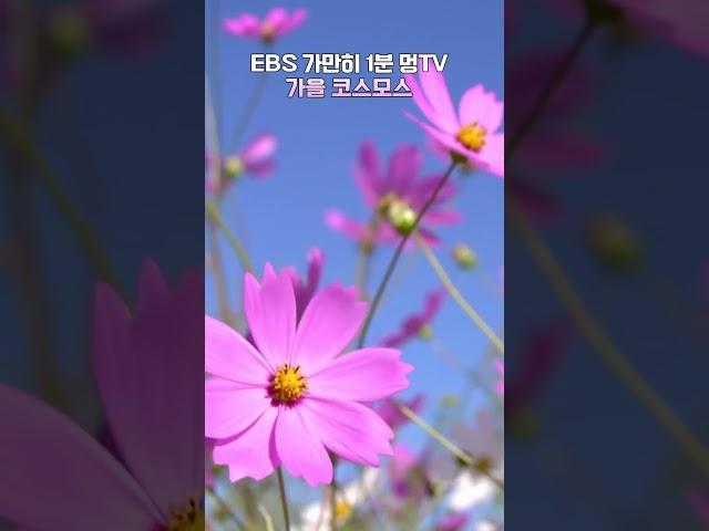 EBS 가만히 1분 멍TV 가을 코스모스 #shorts #멍 #코스모스 #ebs