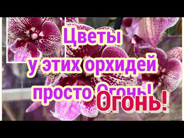 Цветы у этих ОРХИДЕЙ просто ОГОНЬ  Крупноцветковые орхидеи фаленопсис в ОБИ