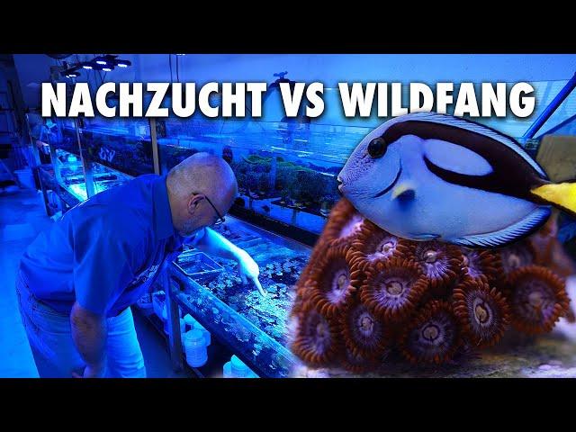 Nachzucht vs Wildfang - Das ist meine Meinung!