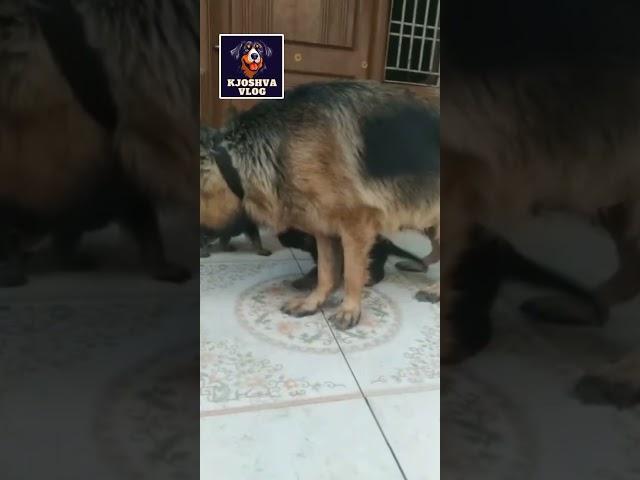GSD PUPPY FOR BOOKING FRIENDS CONTACT.7418707003