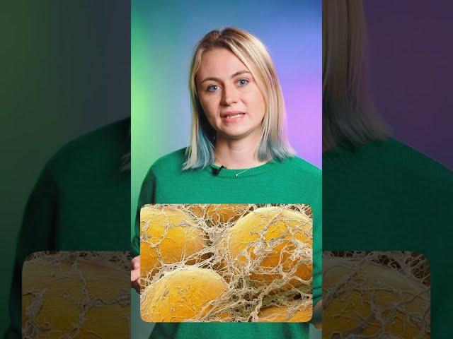 Что такое бурый жир в организме? | Биология ЕГЭ