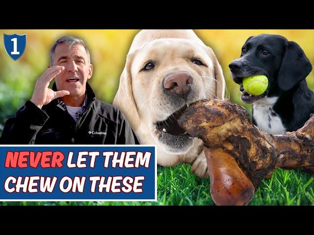 4 Things You Should NEVER Let Your Dog Chew | Essential Vet Advice