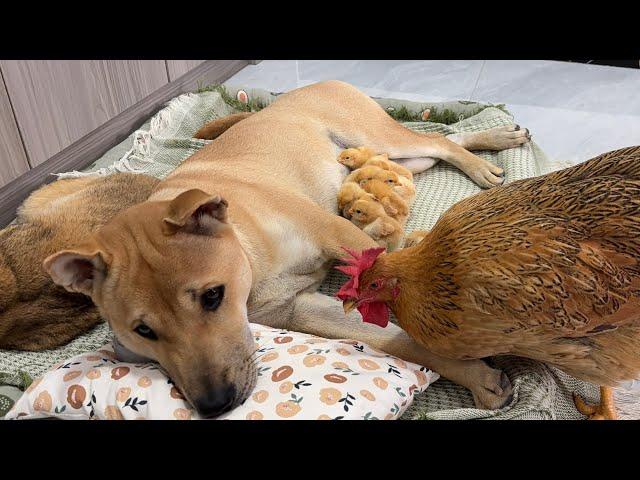 So funny cute!cat brought the chicks to the dog to take care of.hen came to fight for the chicks