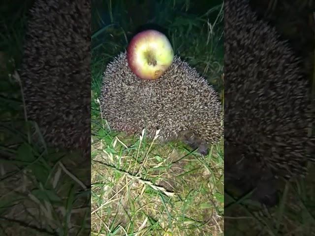 Ёжик с яблочком на спине