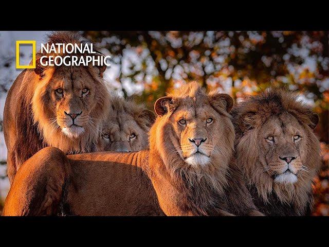 Africa's Hunters - Lion Pride Documentary | National Geographic Documentary 2023