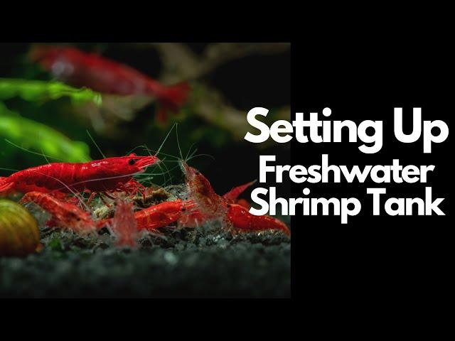 How To Setup A Freshwater Shrimp Tank 