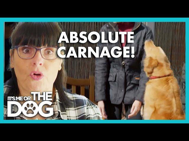 Dogs Greet Guests with Barking, Jumping & Biting! | It’s Me or The Dog