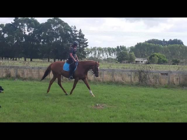 Charlotte riding Hector 3 23.2.15