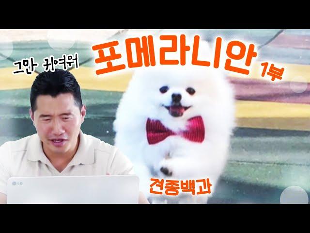 [Instructor Kang's Canine Encyclopedia ] Pomeranian Part 1