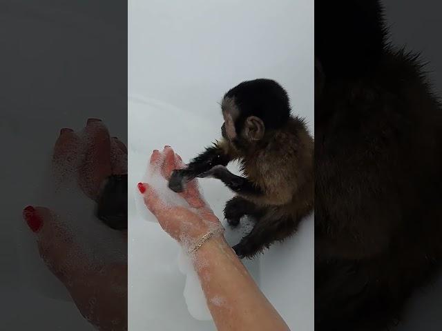 вот как надо правельно мыть руки
