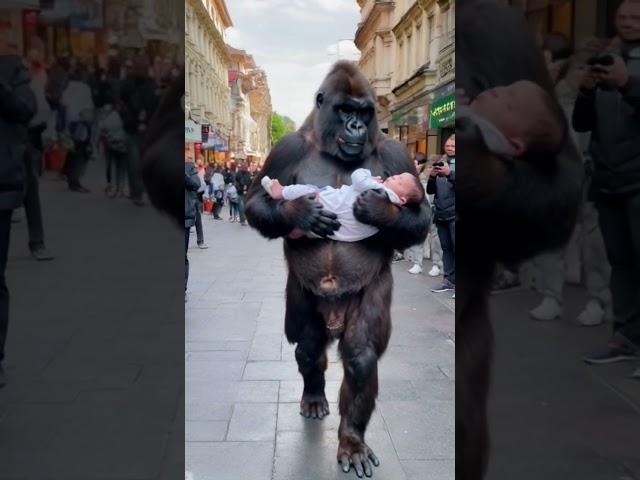 Gorilla takes baby home.#gorilla #baby#shorts#cute#funny#love#animals