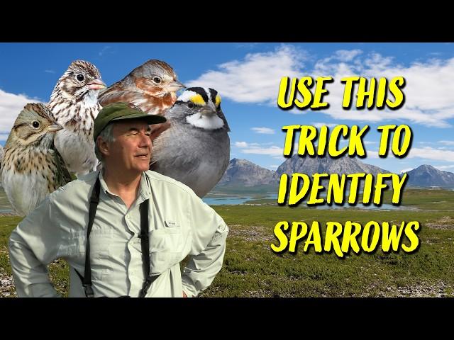 Identify sparrows by using THIS trick.