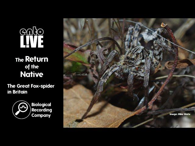 The Return of the Native: The Great Fox-spider in Britain