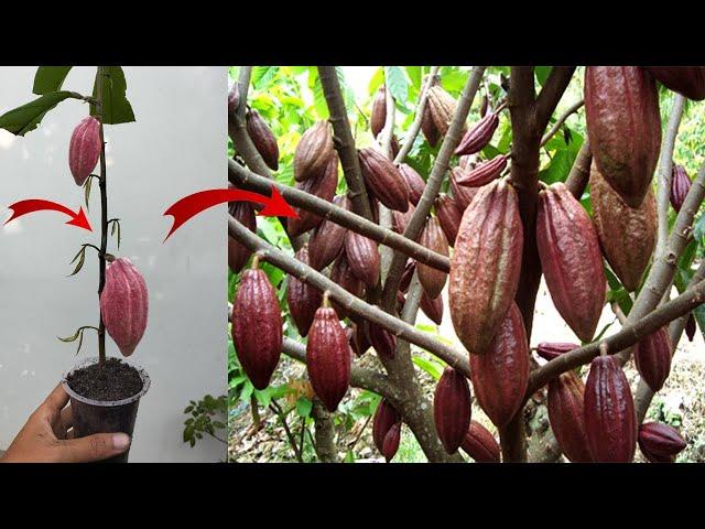 How To Cuttings Cocoa Trees To Grow Roots 100% Fast Fruiting...