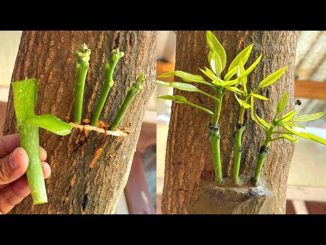 Three Multi grafting On One Mango Tree | How To Graft A Mango Tree