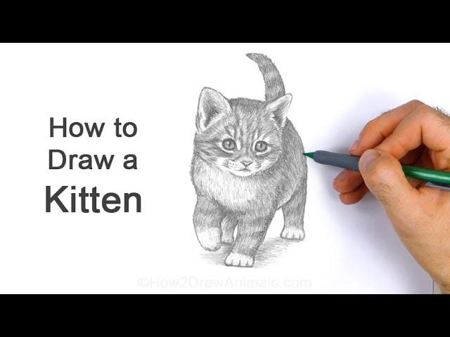 How to Draw a Kitten