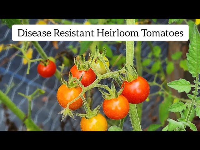 Live Chat: Disease Resistant Heirloom tomatoes