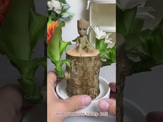 Brazilian Lucky Wood, Mini Home Plant Decorations , it can bring good luck to the family