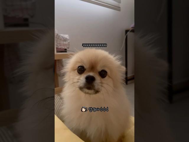 양갱이 대머리 만들기