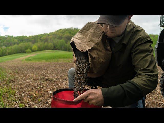 Top 5 Spring Food Plot Plantings