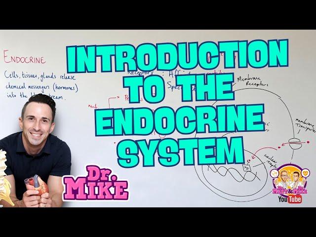 Introduction to the Endocrine System