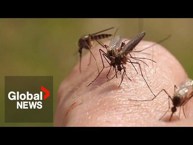 Rare, deadly mosquito-borne virus ‘Triple E’ killed Ottawa resident in August: officials