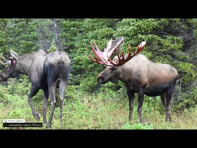 Can a Big Bull Moose Scratch His Nose #moose