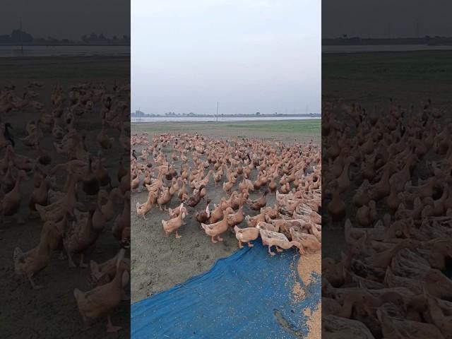 Excellent duck farm feeding #duck #farm #shortvideo #shorts