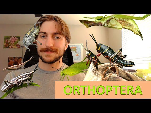 Orthoptera: Grasshoppers, Crickets, Katydids - Order Spotlight