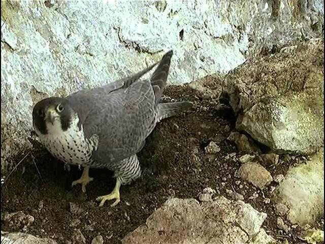 La falaise aux faucons pèlerins