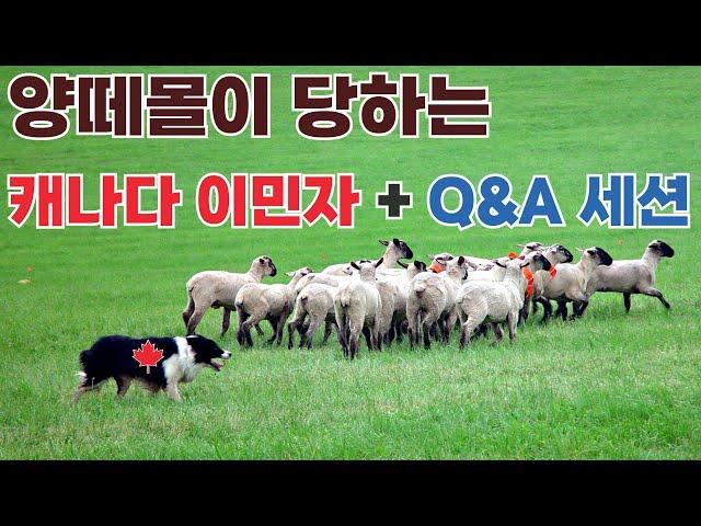 양떼몰이 당하고 있는 캐나다 이민자들 + Q&A 세션