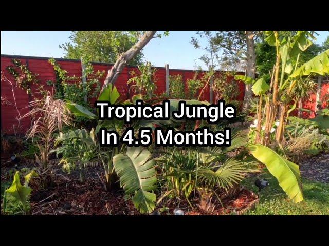 Compare Freya's Tropical Garden 4.5 months ago to now and see just how fast a jungle garden grows!