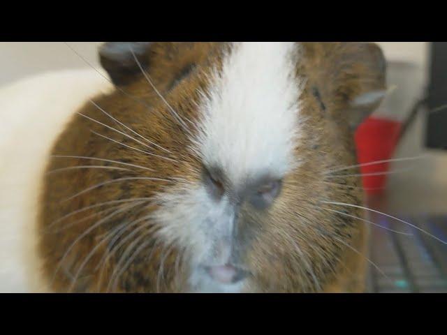 My Guinea Pig Loves Cilantro
