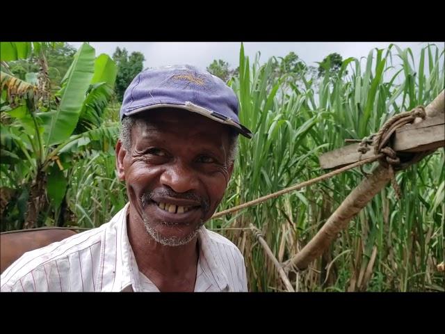 DISCOVERED! 18th Century SUGAR Production ALIVE In Rural Jamaica  | Sugar Cane Farming In Jamaica