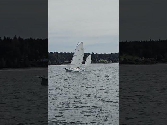 Iain Oughtred Haiku sharpie sailing closehauled
