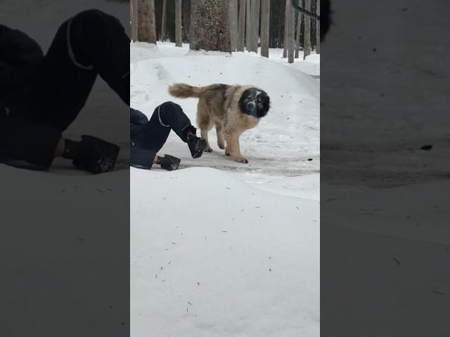 Кавказская овчарка охрана семьи #animal #dog #doglover