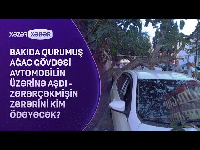 Bakıda qurumuş ağac gövdəsi avtomobilin üzərinə aşdi -  Zərərçəkmişin zərərini kim ödəyəcək?