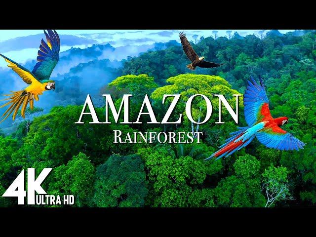 Amazon 4k - The World’s Largest Tropical Rainforest | Relaxation Film with Calming Music