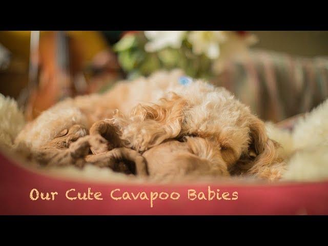 Cavoodle puppies Australia - 2 Weeks old | Raggy Dogs